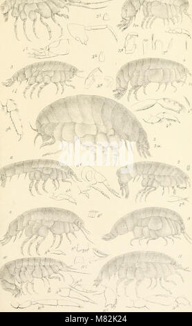 Catalogue of the specimens of amphipodous Crustacea in the collection of the British Museum by C. Spence Bate (1862) (20551607946)