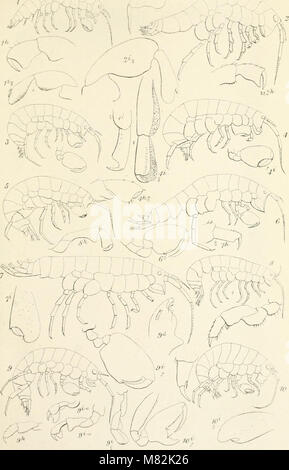Catalogue of the specimens of amphipodous Crustacea in the collection of the British Museum by C. Spence Bate (1862) (20568861522)