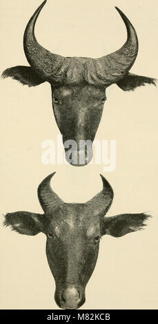 Catalogue of the ungulate mammals in the British Museum (Natural History) (1913) (20584971535) Stock Photo