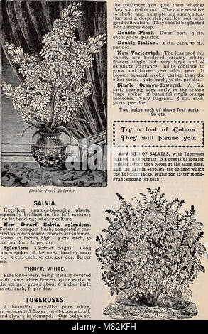 Catalogue of useful greenhouse and bedding plants (1899) (19929557564) Stock Photo