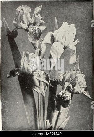 Catalog of berry plants and grape vines peonies, phlox and other hardy perennials plants, evergreen trees, shrubs, vines, hedge plants, roses and garden roots (1914) (20575171005) Stock Photo
