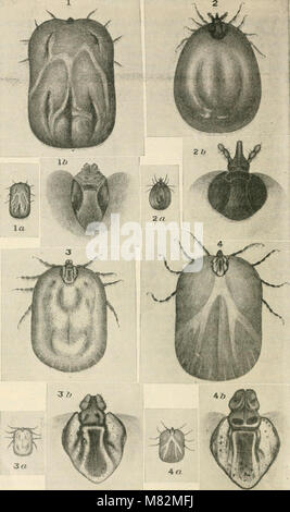 Cattle-fever ticks and methods of eradication (1919) (19963780114) Stock Photo