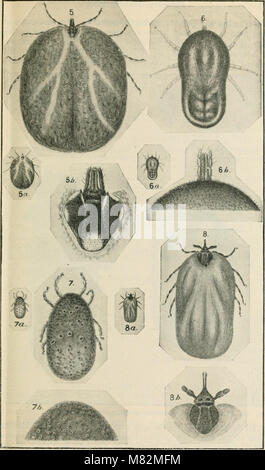 Cattle-fever ticks and methods of eradication (1919) (20592942551) Stock Photo