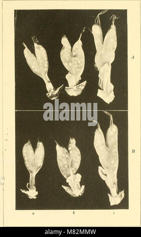 Cave vertebrates of America; a study in degenerative evolution (1909) (19966057173) Stock Photo