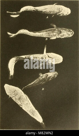 Cave vertebrates of America; a study in degenerative evolution (1909) (20560687296) Stock Photo