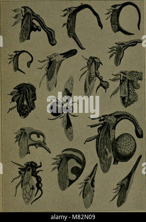 This work explores plant evolution and heredity, focusing on species ...
