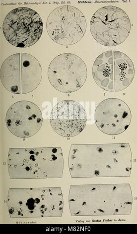 Centralblatt für Bakteriologie, Parasitenkunde und Infektionskrankheiten (1913) (20400215720) Stock Photo