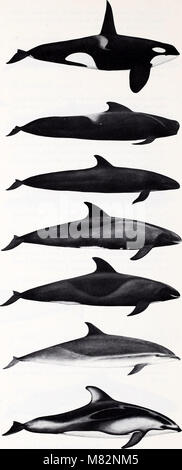 Cetaceans of the Channel Islands National Marine Sanctuary - prepared for National Oceanic and Atmospheric Administration, Channel Islands National Marine Sanctuary and NOAA, National Marine Fisheries (19968354763) Stock Photo