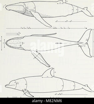 Cetaceans of the Channel Islands National Marine Sanctuary - prepared for National Oceanic and Atmospheric Administration, Channel Islands National Marine Sanctuary and NOAA, National Marine Fisheries (19968365753) Stock Photo