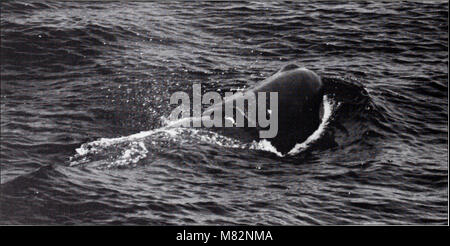 Cetaceans of the Channel Islands National Marine Sanctuary - prepared for National Oceanic and Atmospheric Administration, Channel Islands National Marine Sanctuary and NOAA, National Marine Fisheries (20580125122) Stock Photo