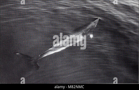 Cetaceans of the Channel Islands National Marine Sanctuary - prepared for National Oceanic and Atmospheric Administration, Channel Islands National Marine Sanctuary and NOAA, National Marine Fisheries (20589125115) Stock Photo