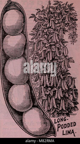 The 1910 Childs' catalogue offers a wide variety of seeds and plants for gardeners, including flower seeds, vegetable seeds, summer and hardy bulbs, houseplants, shrubs, and new fruit varieties. It serves as a comprehensive guide for gardeners seeking a diverse range of plants for different growing conditions and seasons. Stock Photo