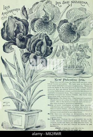 Childs' fall catalogue of bulbs, plants and seeds (1897) (20605425015) Stock Photo