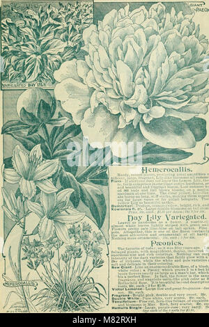 Childs' fall catalogue of bulbs and plants that bloom (1900) (14759784796) Stock Photo