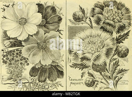 Childs' rare flowers, vegetables, and fruits (1907) (20419194220) Stock Photo