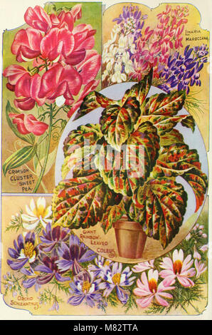 Childs' rare flowers, vegetables, and fruit (1905) (20419726529) Stock Photo
