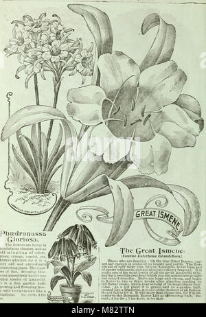 Childs' rare flowers, vegetables, and fruit (1905) (20613430771) Stock Photo