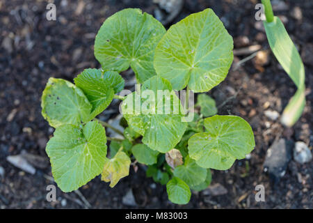 Japanese horseradish, Wasabi (Wasabia japonica) Stock Photo