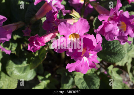 Dwarf Hardy Gloxinia, Praktincarvillea (Incarvillea mairei) Stock Photo
