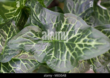 Italian Lords-and Ladies, Italiensk munkhätta (Arum italicum) Stock Photo