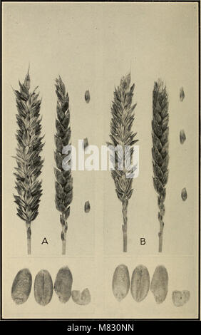 The 1922 classification of American wheat varieties provides an ...