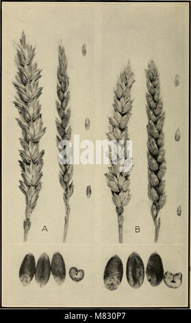 The 1922 classification of American wheat varieties provides an ...