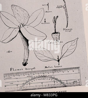 Coffee - a monograph of the economic species of the genus Coffea L. (1925) (20652835592) Stock Photo