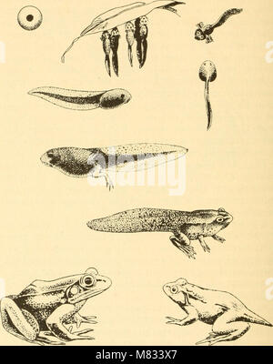 Cold-blooded vertebrates- part I. Fishes (1930) (20662483675) Stock Photo