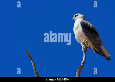 Black-winged kite (Elanus caeruleus) perched on top of a dead tree, against a blue sky, Kgalagadi Transfrontier Park, Northern Cape, South Africa, Afr Stock Photo