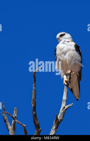 Black-winged kite (Elanus caeruleus) perched on top of a dead tree, against a blue sky, Kgalagadi Transfrontier Park, Northern Cape, South Africa, Afr Stock Photo