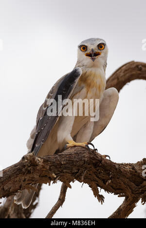 Black-winged kite (Elanus caeruleus) perched on a tree branch, calling, Kgalagadi Transfrontier Park, Northern Cape, South Africa, Africa Stock Photo