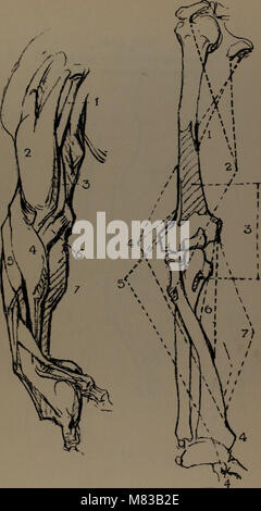 This 1920 work on constructive anatomy offers a comprehensive guide to ...