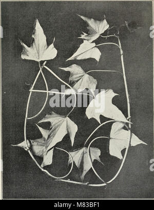 Contributions from the Botanical Laboratory of the University of Pennsylvania (1892-1932) (20499347320) Stock Photo