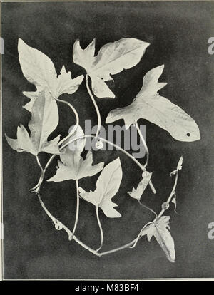 Contributions from the Botanical Laboratory of the University of Pennsylvania (1892-1932) (20499374880) Stock Photo