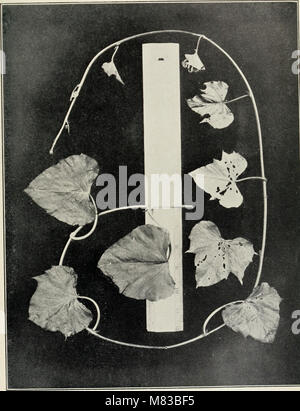 Contributions from the Botanical Laboratory of the University of Pennsylvania (1892-1932) (20499388810) Stock Photo