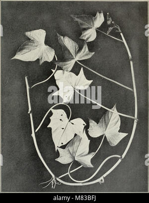 Contributions from the Botanical Laboratory of the University of Pennsylvania (1892-1932) (20500618799) Stock Photo