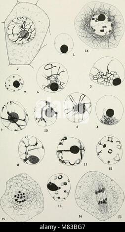 Contributions from the Botanical Laboratory of the University of Pennsylvania (1892-1932) (20661177066) Stock Photo