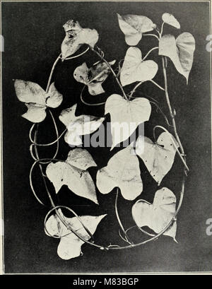 Contributions from the Botanical Laboratory of the University of Pennsylvania (1892-1932) (20687414335) Stock Photo