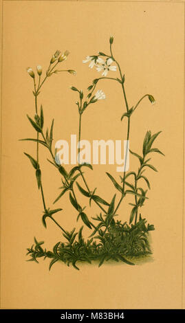 Contributions from the Herbarium of Columbia College (1886-1896.)) (20067628173) Stock Photo