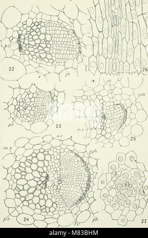 Contributions from the Hull Botanical Laboratory (1895-) (20500736728) Stock Photo