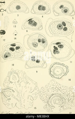 Contributions from the Hull Botanical Laboratory (1895-) (20501994919) Stock Photo