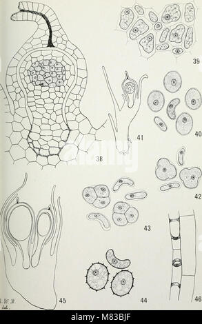 Contributions from the Hull Botanical Laboratory (1895-) (20695747301) Stock Photo