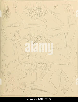Contributions to a Monograph of the Amphipoda Hyperiidea, 1887-89 ...