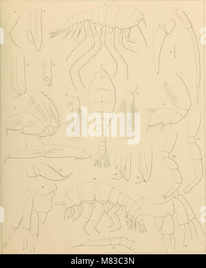 Contributions to a Monograph of the Amphipoda Hyperiidea, 1887-89 ...