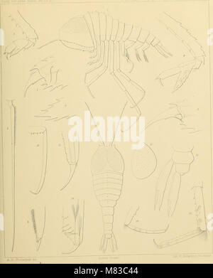 Contributions to a monograph of the Amphipoda Hyperiidea (1887 ...