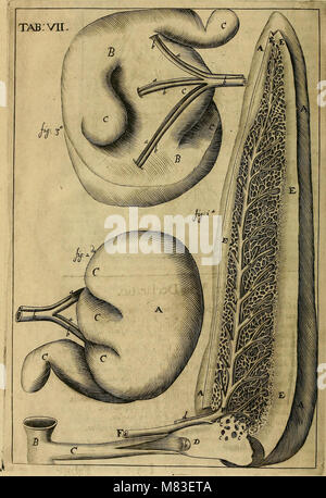 Corporis humani disquisitio anatomica - in qua sanguinis circulationem in quavis corporis particula plurimis typis novis (1651) (14596513338) Stock Photo