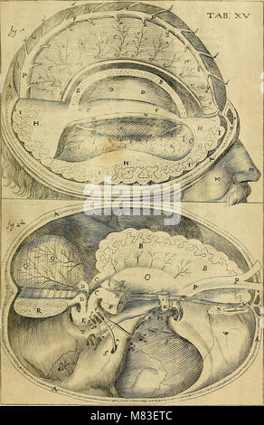 Corporis humani disquisitio anatomica - in qua sanguinis circulationem in quavis corporis particula plurimis typis novis (1651) (14596520009) Stock Photo