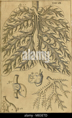 Corporis humani disquisitio anatomica - in qua sanguinis circulationem in quavis corporis particula plurimis typis novis (1651) (14596539768) Stock Photo