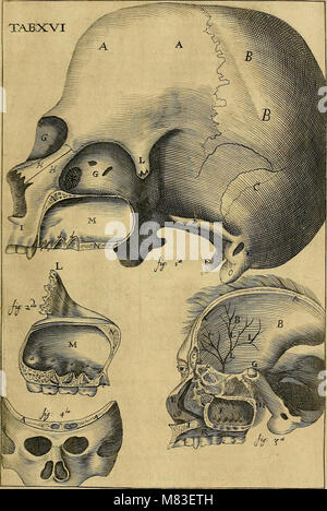 Corporis humani disquisitio anatomica - in qua sanguinis circulationem in quavis corporis particula plurimis typis novis (1651) (14780040401) Stock Photo