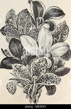 . Catalogue of the Cox Seed and Plant Co. Seed industry and trade